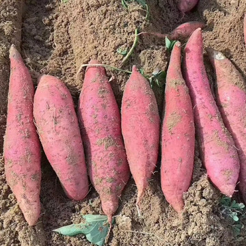 六鰲蜜薯 產地直供，優質食用農產品批發與一件代發指南